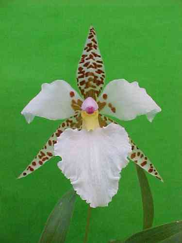 Odontoglossum rossii